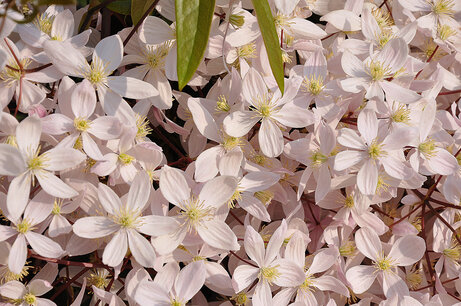 Clematis Armandii Apple Blossom 20-50 cm - Pink - Organic Clematis Armandii Apple Blossom 20-50 cm - Pink - Organic