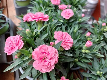 Dianthus Oscar Pink - Anjer