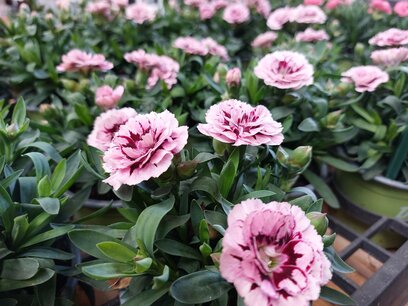 Dianthus Oscar Purple star - Anjer
