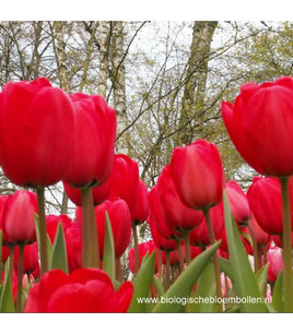 Tulipa Red Impression - biologische bloembol