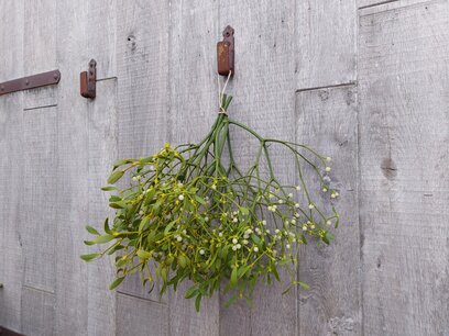 Maretak bos XL (40 cm) Maretak bos XL (40 cm)