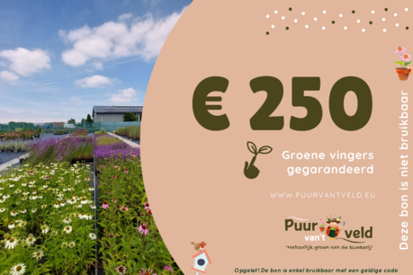 Chèque-cadeau de 250 Euro - numérique Chèque-cadeau de 250 Euro - numérique