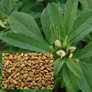 Fenegriek - biologische zaden