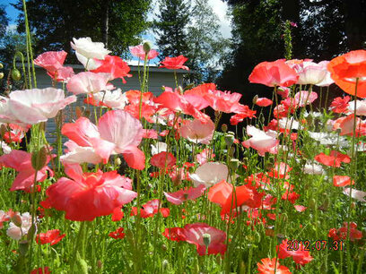 Tuin-Klaproos - biologische zaden Tuin-Klaproos - biologische zaden