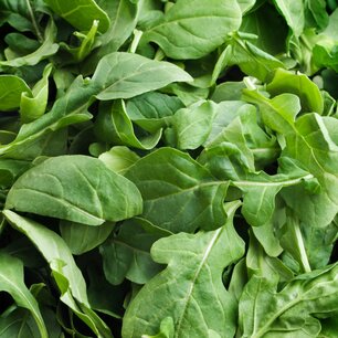 Rucola Geteeld - biologische zaden Rucola Geteeld - biologische zaden