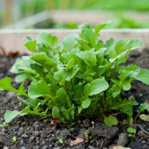 Rucola Wasabi - biologische zaden Rucola Wasabi - biologische zaden