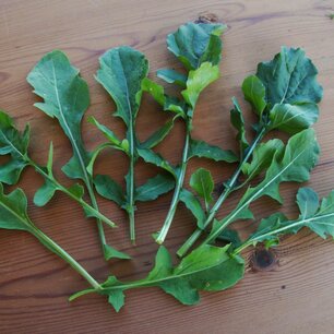 Rucola Ice-Bred - biologische zaden Rucola Ice-Bred - biologische zaden
