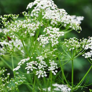 Karvij - biologische zaden