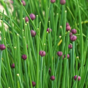 Bieslook gewoon - biologische zaden Bieslook gewoon - biologische zaden
