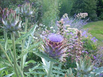 Kardoen - biologische zaden Kardoen - biologische zaden