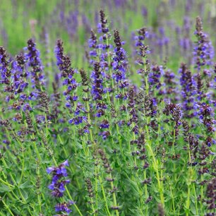 Hysop - biologische zaden