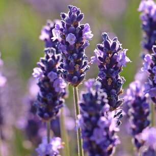 Lavendel - biologische zaden