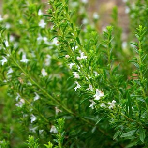 Bergbonenkruid - biologische zaden Bergbonenkruid - biologische zaden