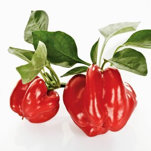 Peper Tomaat - biologische zaden Peper Tomaat - biologische zaden
