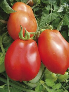 Tomaat Roma - biologische zaden Tomaat Roma - biologische zaden