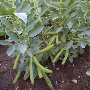 Tuinboon Ratio - biologische zaden Tuinboon Ratio - biologische zaden