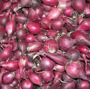 Ajuin rood Red Baron - 500 gr - bio Ajuin rood Red Baron - 500 gr - bio
