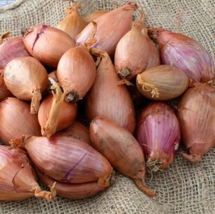 Sjalot Longor - 1kg - bio