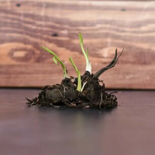 Smeerwortel Bocking 14 - bio (per stuk) Smeerwortel Bocking 14 - bio (per stuk)