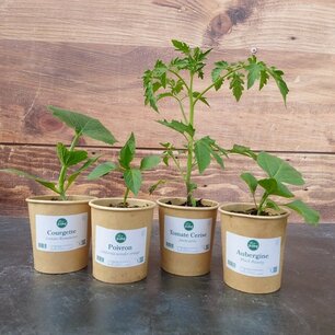 Pakket medium - 50 groenteplanten - in pot - biologisch