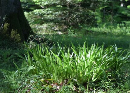 Luzula sylvatica - grote veldbies Luzula sylvatica - grote veldbies
