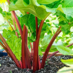 Rabarber Rood - biologische zaden Rabarber Rood - biologische zaden