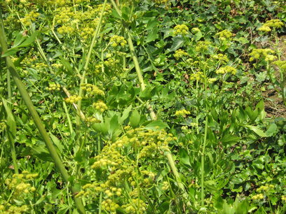 Lavas - biologische zaden