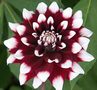 Dahlia Duet - biologische bloembol Dahlia Duet - biologische bloembol