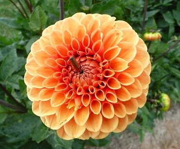 Dahlia Sylvia - biologische bloembol Dahlia Sylvia - biologische bloembol