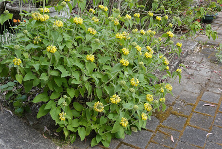 Phlomis russeliana - Brandkruid Phlomis russeliana - Brandkruid