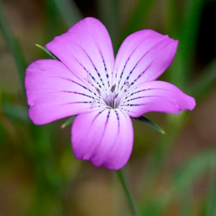 Bolderik - biologische zaden