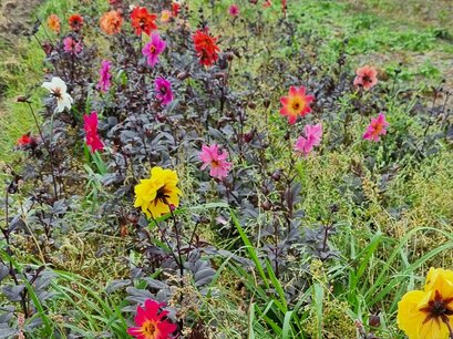 Dahlia Bijenmix - biologische bloembol Dahlia Bijenmix - biologische bloembol