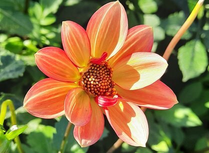Dahlia Topmix Apricot - biologische bloembol Dahlia Topmix Apricot - biologische bloembol
