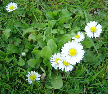 Bellis perennis - Madeliefjes, wilde madeliefjes Bellis perennis - Madeliefjes, wilde madeliefjes