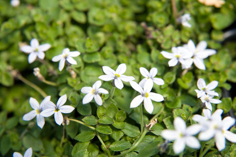 Isotoma fluviatilis - blauw sterretje Isotoma fluviatilis - blauw sterretje