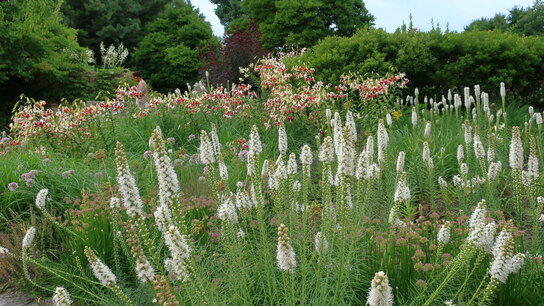 100 x Liatris Floristan Alba - wit - biologische bloembollen 100 x Liatris Floristan Alba - wit - biologische bloembollen