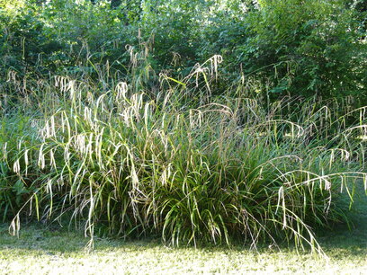 Carex pendula - Hangende zegge (inheems) Carex pendula - Hangende zegge (inheems)