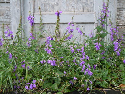 Campanula Rapunculoides - Akkerklokje - Bio vaste plant Campanula Rapunculoides - Akkerklokje - Bio vaste plant