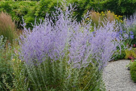 Perovskia Blue Spire - Blauwspirea C2-C3 Perovskia Blue Spire - Blauwspirea C2-C3