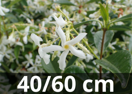 Trachelospermum Jasminoides 40-60 cm - Toscaanse jasmijn - biologisch Trachelospermum Jasminoides 40-60 cm - Toscaanse jasmijn - biologisch