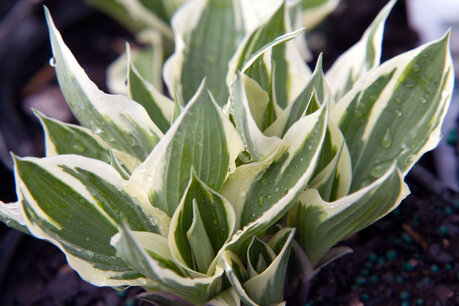 Hosta 'patriot' - Hartlelie - Bio vaste plant Hosta 'patriot' - Hartlelie - Bio vaste plant