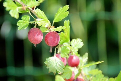 Ribes uva-crispa 'Hinnonmaki Röd' - Rode kruisbes - Bio fruitplant Ribes uva-crispa 'Hinnonmaki Röd' - Rode kruisbes - Bio fruitplant