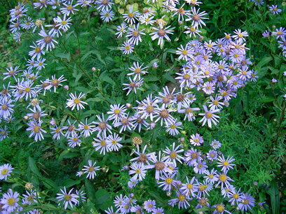 Aster ageratoides ‘asran’ - herfstaster Aster ageratoides ‘asran’ - herfstaster