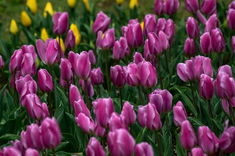 Tulipa Purple prince - biologische bloembol Tulipa Purple prince - biologische bloembol