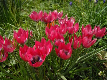 Tulipa Little Beauty - biologische bloemboll Tulipa Little Beauty - biologische bloemboll