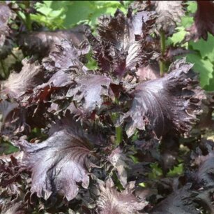 Perilla purper of shiso - biologische zaden Perilla purper of shiso - biologische zaden