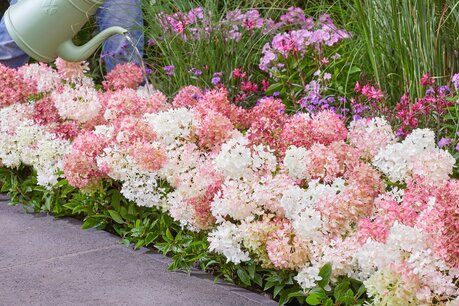 Hydrangea paniculata Groundbreaker® Blush 20-40 cm - Bodembedekkende hortensia Hydrangea paniculata Groundbreaker® Blush 20-40 cm - Bodembedekkende hortensia