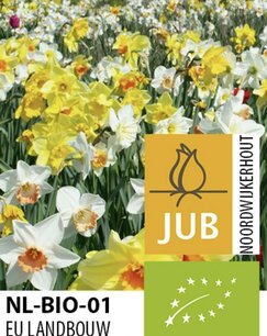 Narcissus mix - biologische bloembol Narcissus mix - biologische bloembol