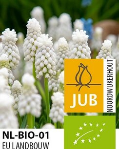 Muscari white magic - Druifhyacint - biologische bloembol Muscari white magic - Druifhyacint - biologische bloembol