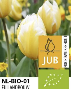 Tulipa 'Sweethaert' - biologische bloembol Tulipa 'Sweethaert' - biologische bloembol